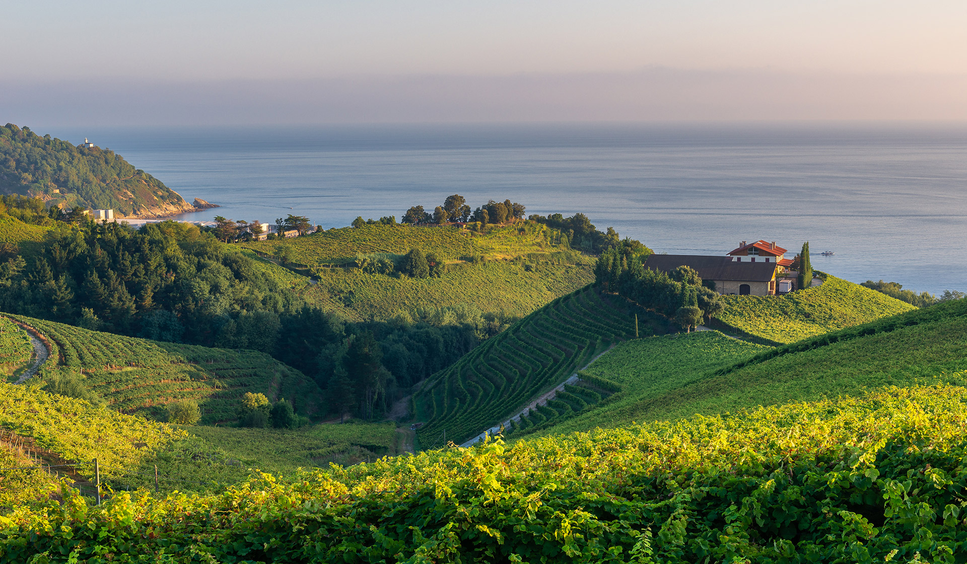 Viñedo de txakoli en Getaria.