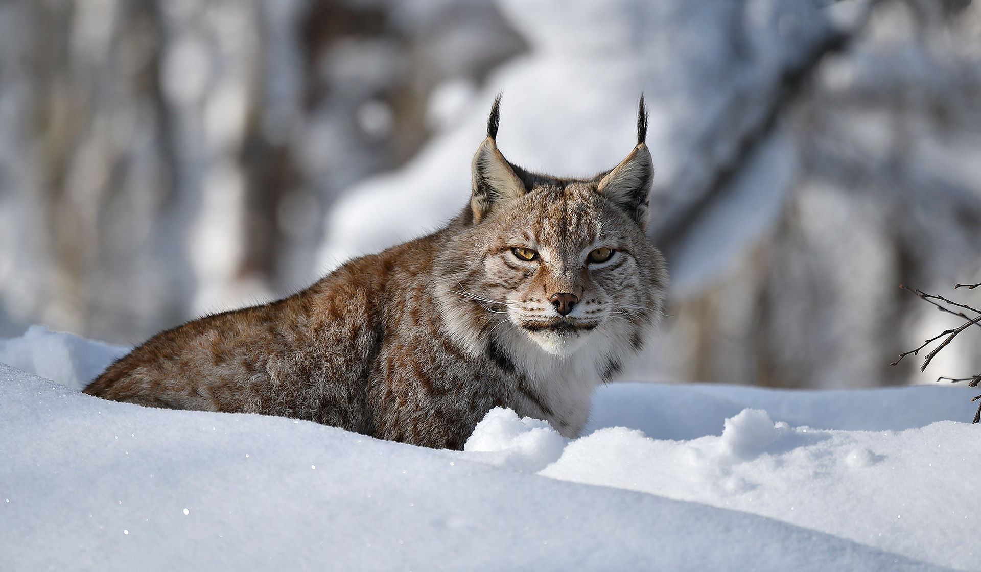 Lince, Aran Park